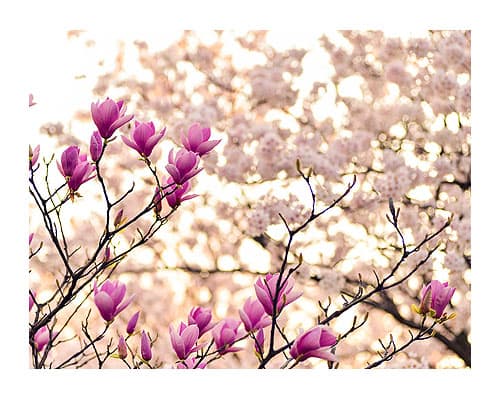 Fragancias Florales para Ambientación de Grandes Espacios Servicio e Higiene